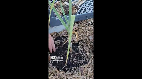 Harvesting Garlic
