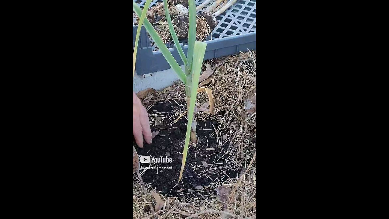 Harvesting Garlic