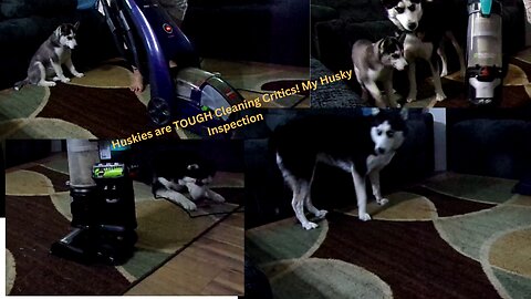We Tried the NEW Bissell Pet Vacuum! Husky Hair Nightmare SOLVED?!