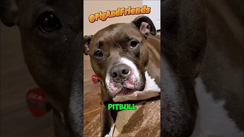 🐾_PITTBULL_FACTS_🐾_
