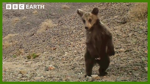 The World's Rarest Bear Cub | Asia | BBC Earth