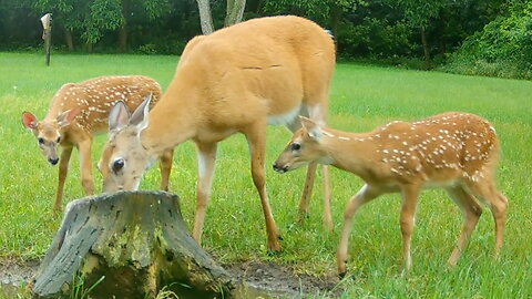 Twin Fawns with Their Mother