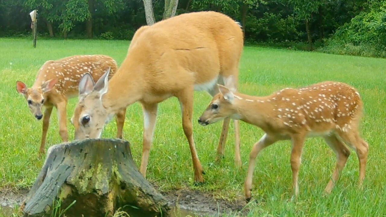 Twin Fawns with Their Mother