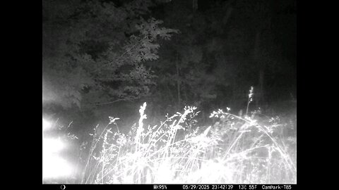 Deer Cam Bugs Insects And Rain 05-29-2025