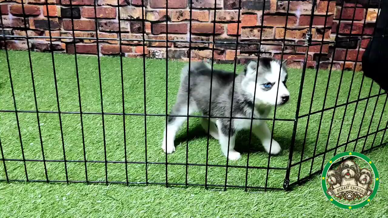 Husky puppies |