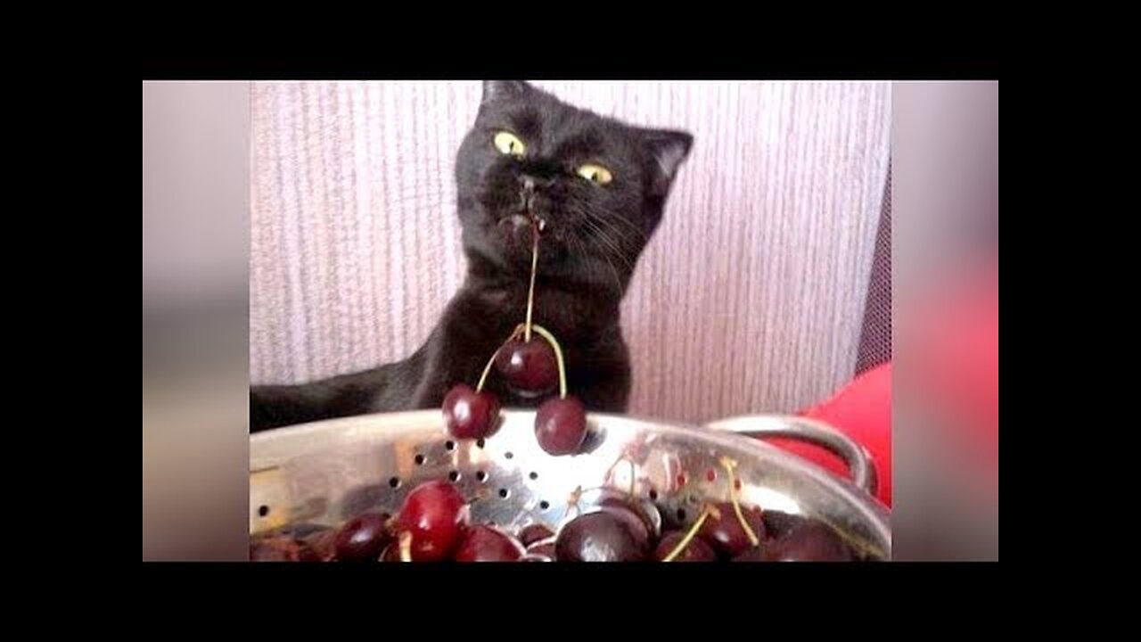 You will LAUGH INSTANTLY! - Best SUPER FUNNY videos