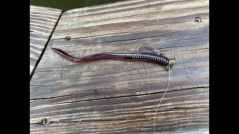 Spot Remover hooks, how to set up your soft plastic lure on a spot remover hook