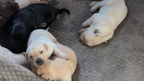 Puppies Open Eyes - Playing For First Time