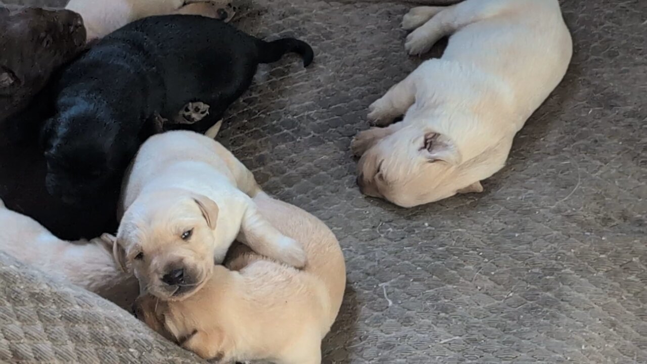 Puppies Open Eyes - Playing For First Time