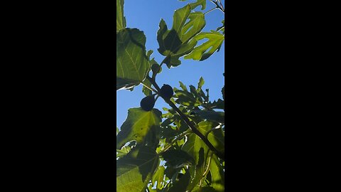 Backyard figs, warm sourdough, and honeyed brie - the last taste of summer recipe below! Home