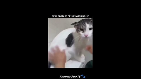 Funny animals 2024😂- Funniest Cats and Dogs Video😹🐶 #17