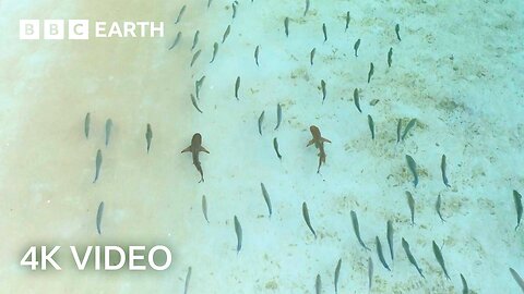 Sharks and Fish Form Unlikely Hunting Duo | A Perfect Planet | 4K UHD | BBC Earth