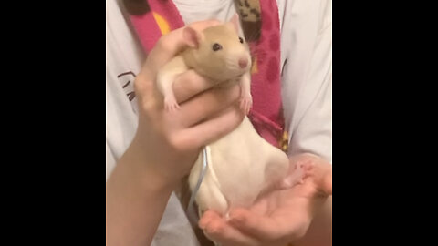 Free Roam Fun! Fancy Rats Explore, Get Held & Snuggle in Pouch 🐭❤️