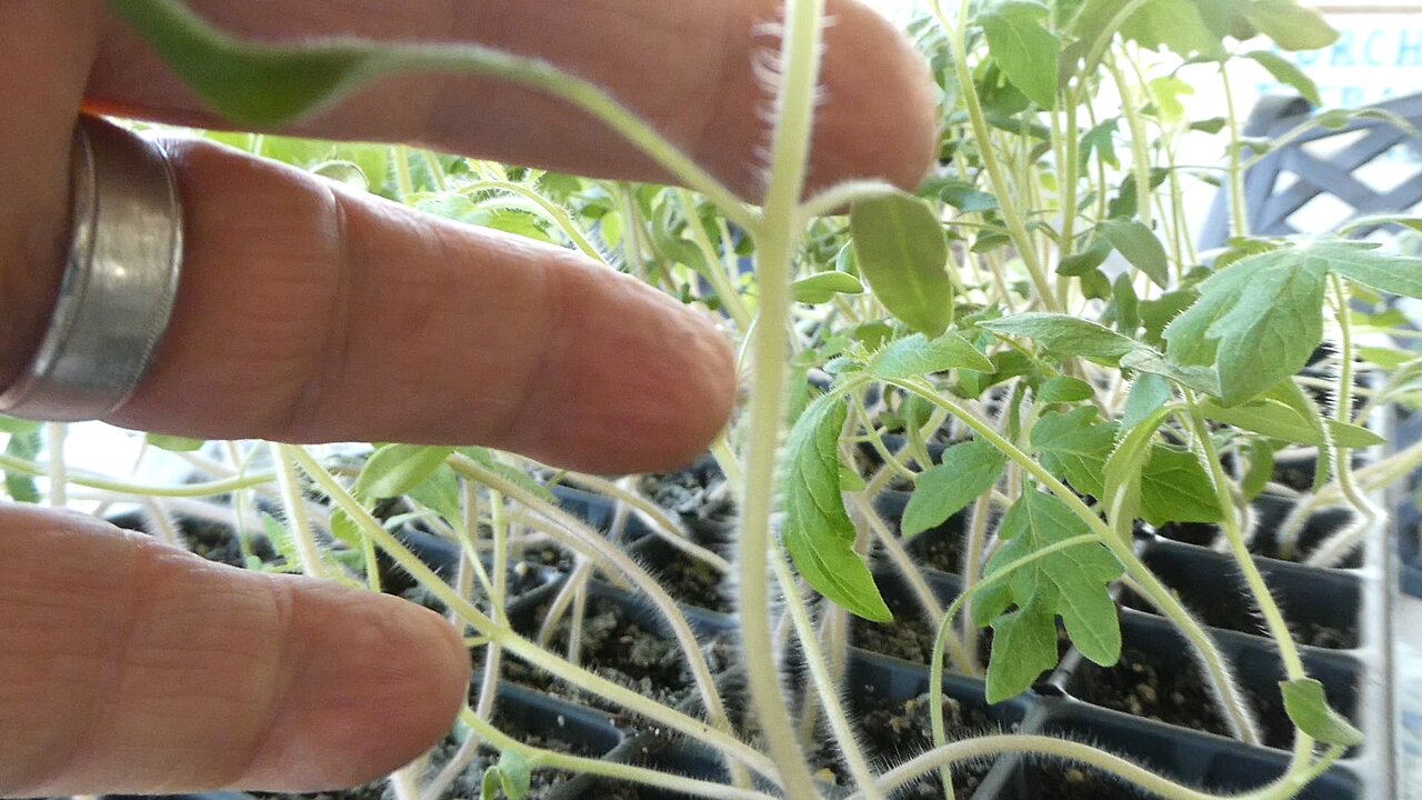 Tomatoes Let the games begin