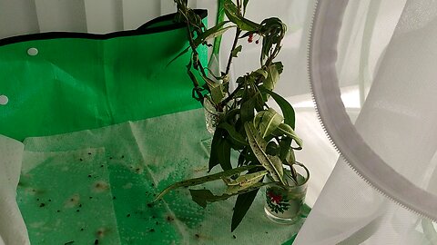 Mother Monarch update 7 2025