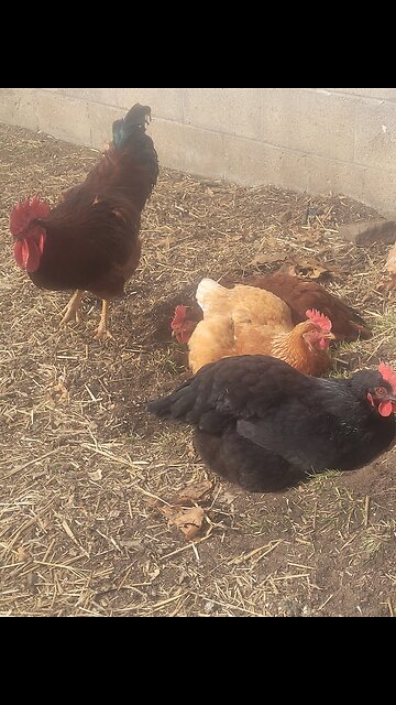 🐔 Chickens 101: Happy Screwing