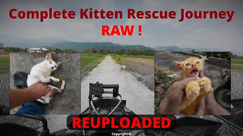 Searching for abandoned EVERYDAY #kittens - RAW, UNEDITED morning outing. REUPLOADED.
