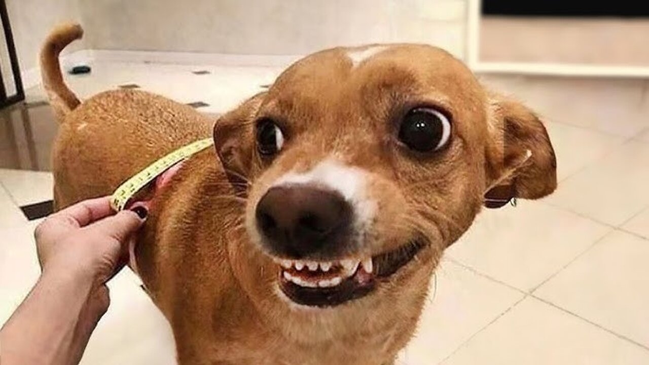 Funny Animal Videos Part ∞