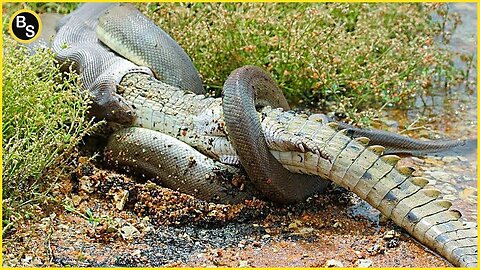 Everglades Encounter: Crocs & Pythons! Watch This!