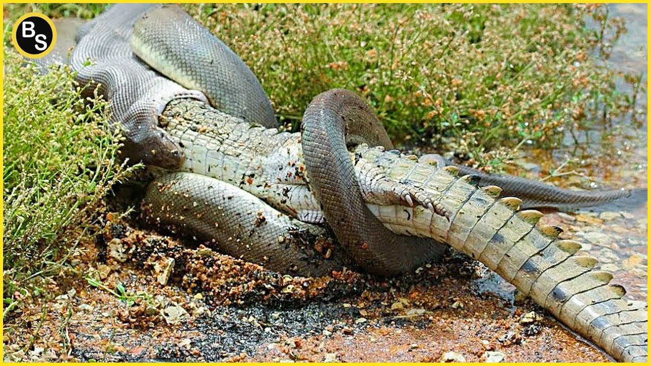 Everglades Encounter: Crocs & Pythons! Watch This!