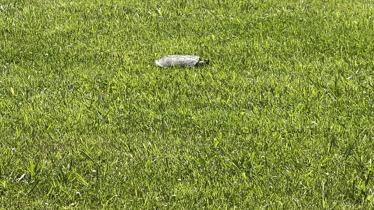Turtle