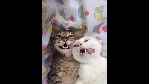 Meow & LOL: Funny Cat Fails and Antics