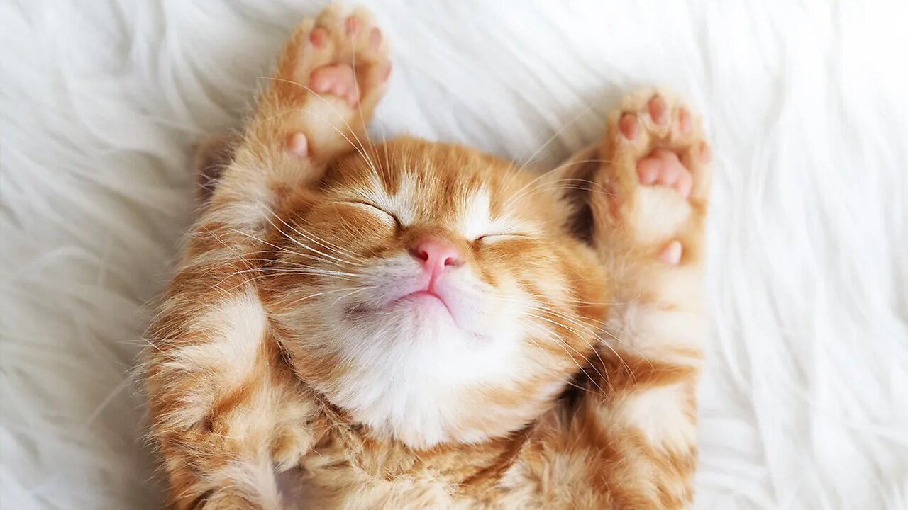 😻😻😻funny cat googooli😻😻😻