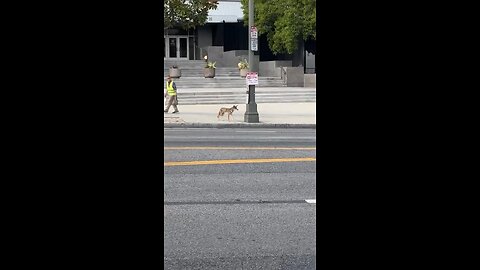 Coyote chases squirrel outside LA City Hall.