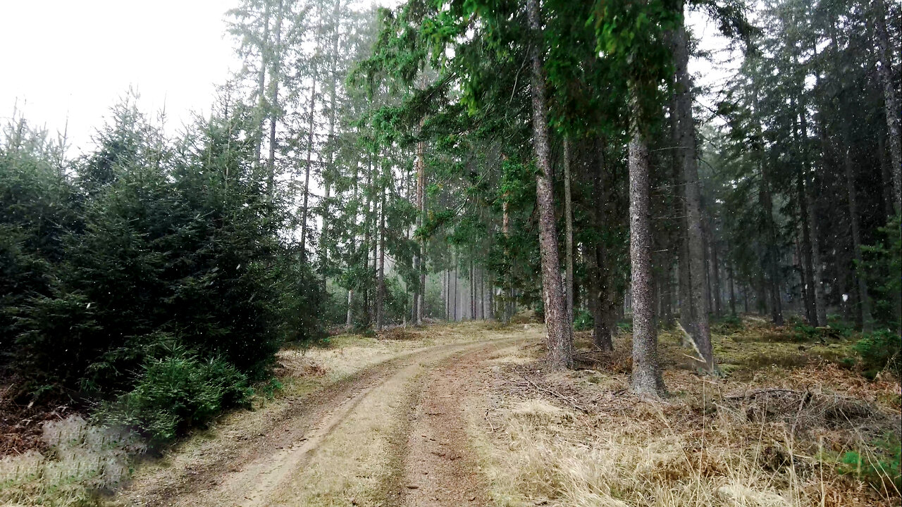 Sudden Snowfall In The Forest - Walk In A Quiet Forest In Moody Weather