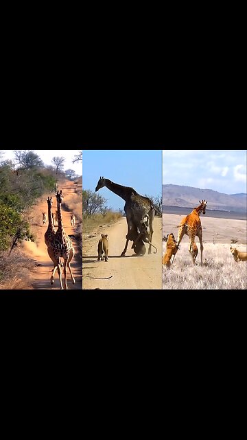 Nature's Titans: Lion vs Giraffe - A Battle of Giants!