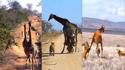 Nature's Titans: Lion vs Giraffe - A Battle of Giants!