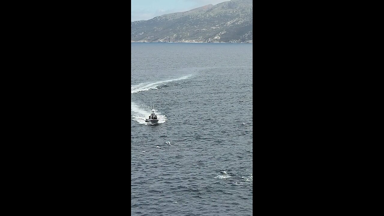 Orcas are just ruthless in the open seas🐬