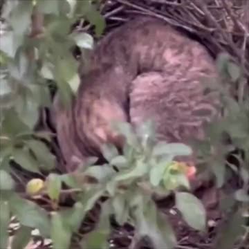 That’s not a bird.. 😂