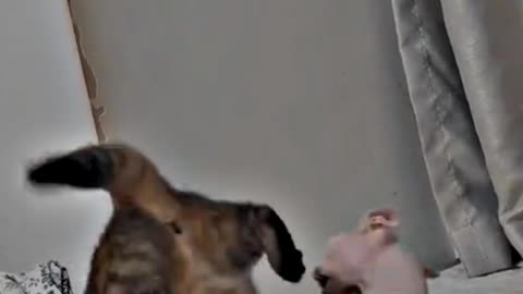 WWE CAT SHOW