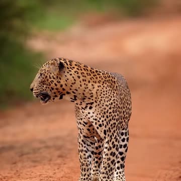 Lucas - The King of Yala | Mighty Tiger in the Wild