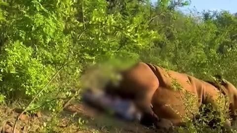 The magical moment when mother rhino gives birth