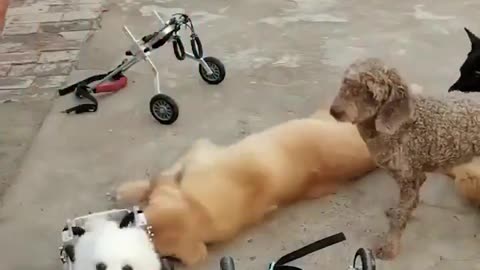 Helping The Handicap