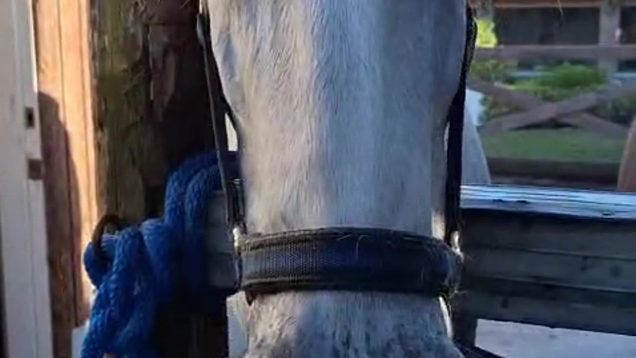 Silly Horses Competing for Attention