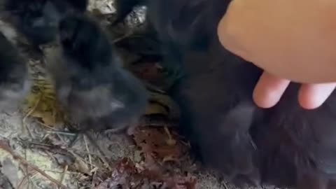 My hen went missing for a month, and when she came back, she had 13 chicks