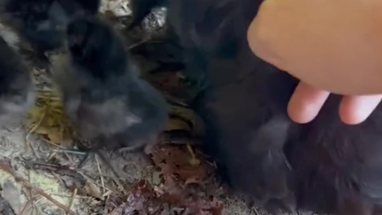 My hen went missing for a month, and when she came back, she had 13 chicks
