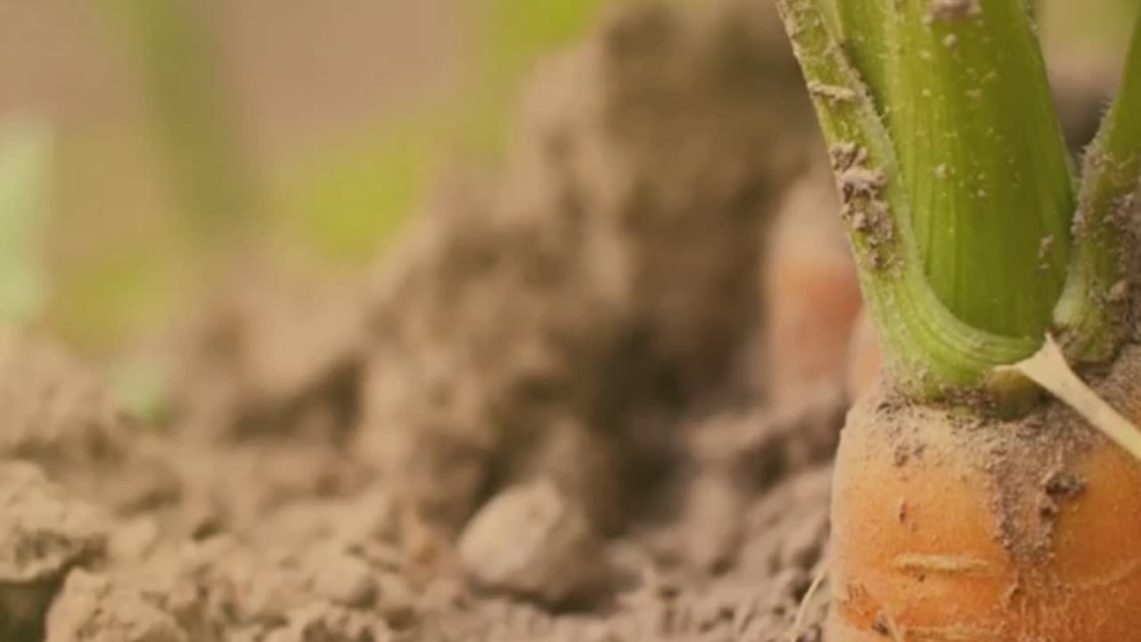 Purple Reign! A Carrot Story🥕