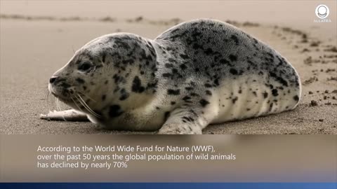 What Happened To The Animals?