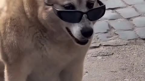 funny dog