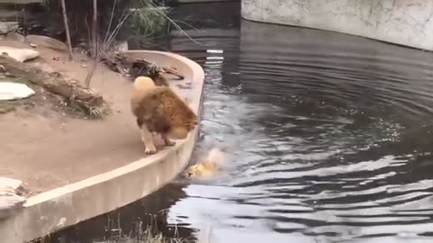 Lion Falls into the Water