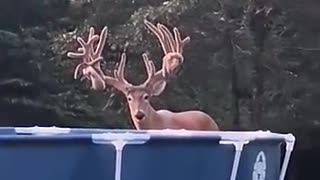 Unexpected visitor