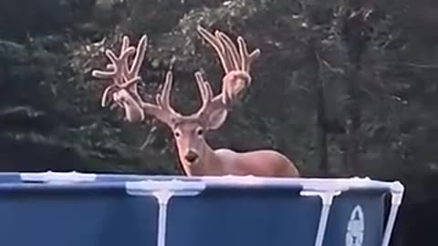 Unexpected visitor