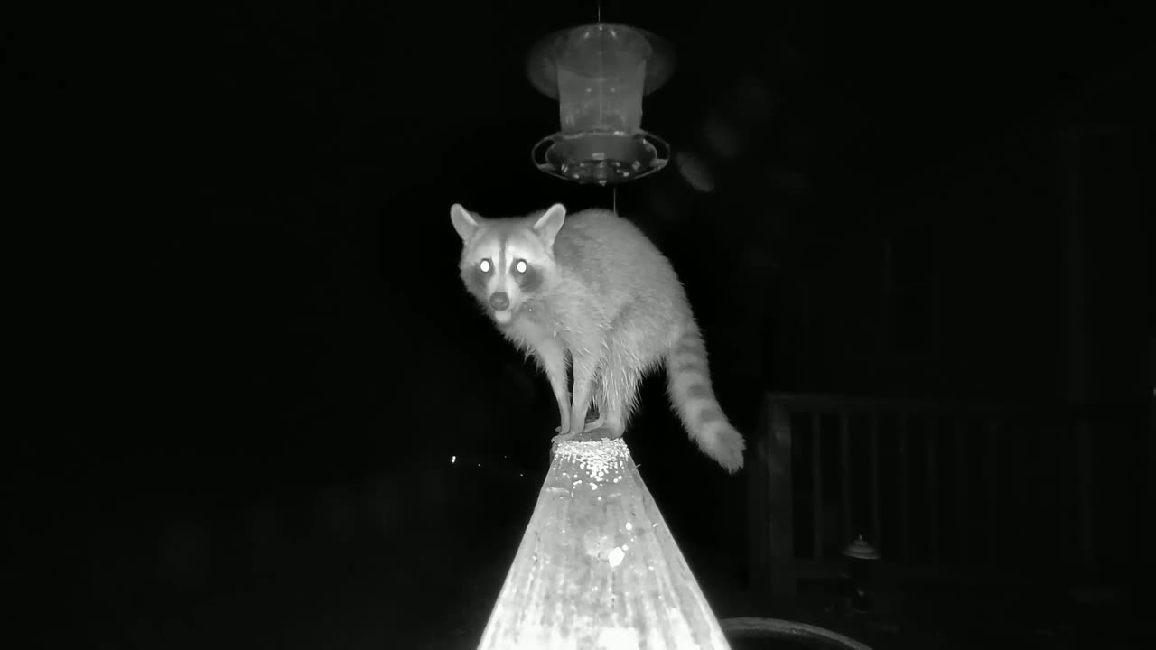 Raccoon Visit