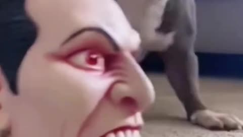 Dogs Funny jokes part 2