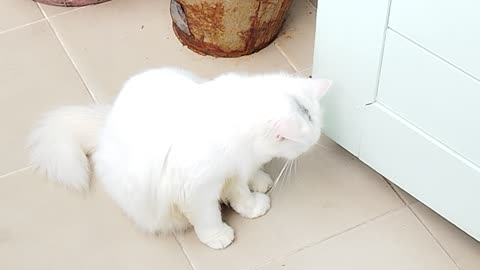 Cat white cute funny