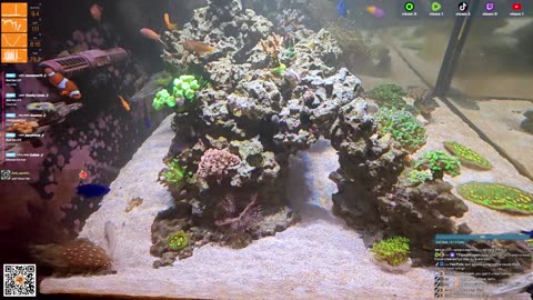 24/7 Real Live Reef Stream